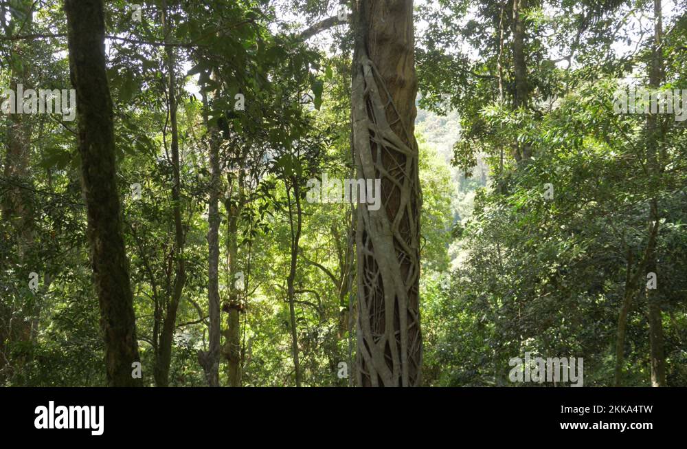 Oreillys rainforest retreat Stock Videos & Footage HD and 4K Video