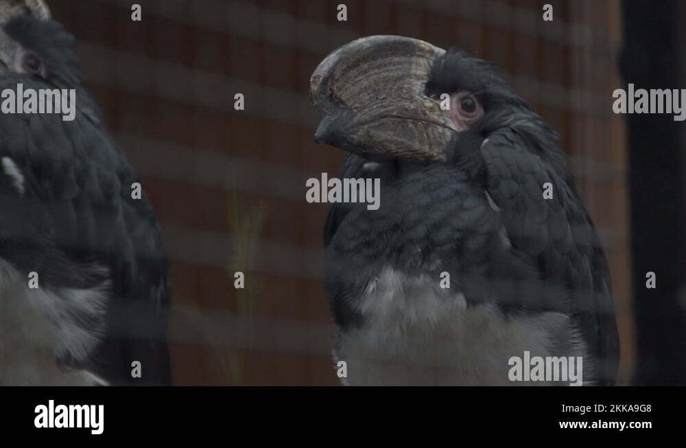 Single hornbill Stock Videos & Footage HD and 4K Video Clips Alamy