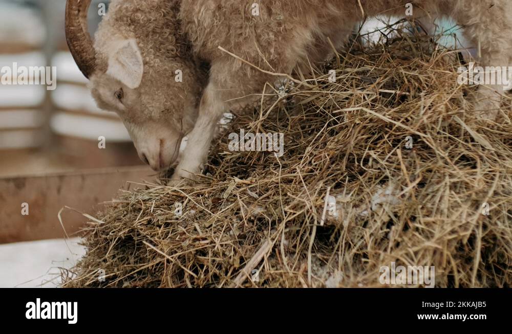 Goat eating straw animal goat eating straw animal Stock Videos