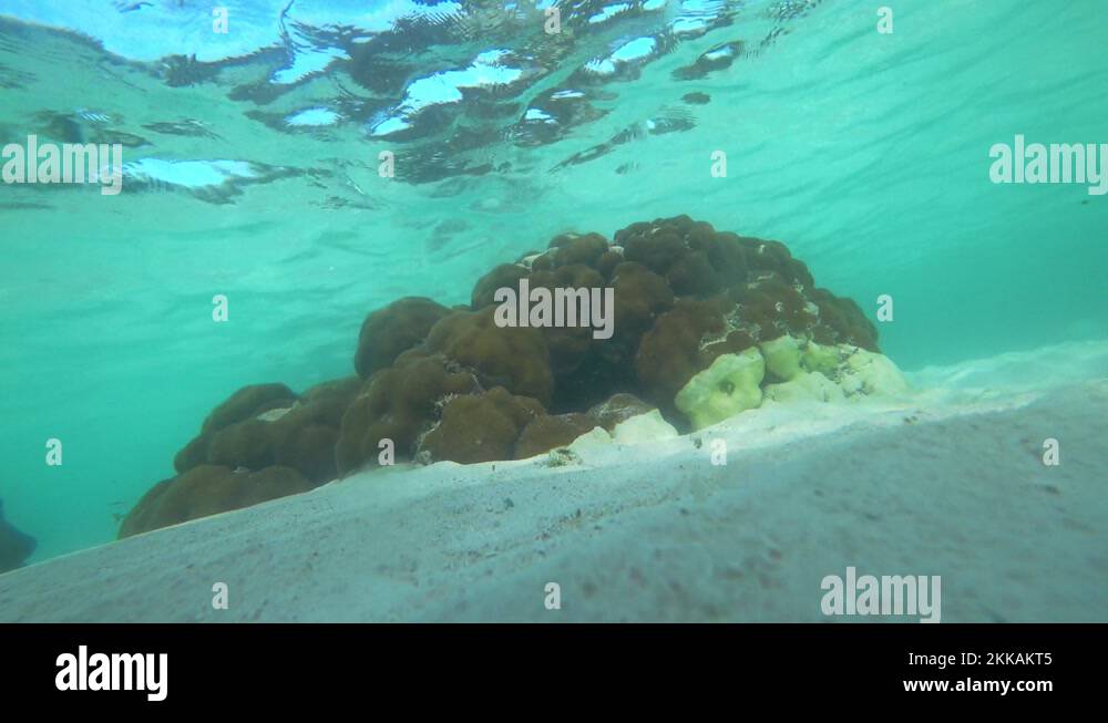 Proteced coral reef seen in Cancun Mexico Stock Video Footage Alamy