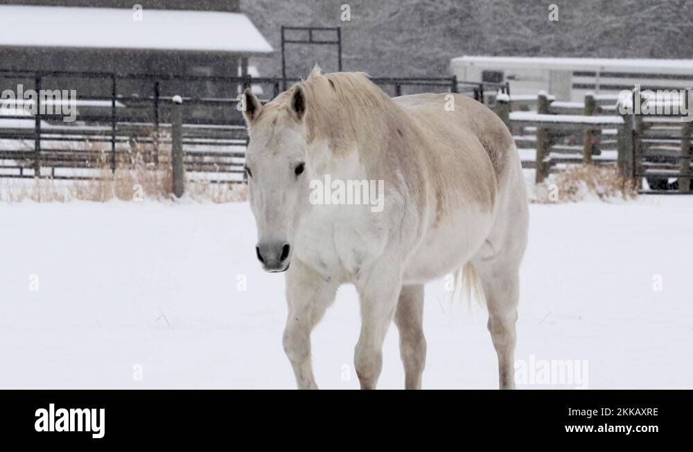 Miniature horse running Stock Videos & Footage HD and 4K Video Clips