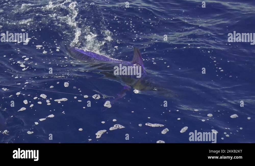 White marlin Stock Videos & Footage - HD and 4K Video Clips - Alamy