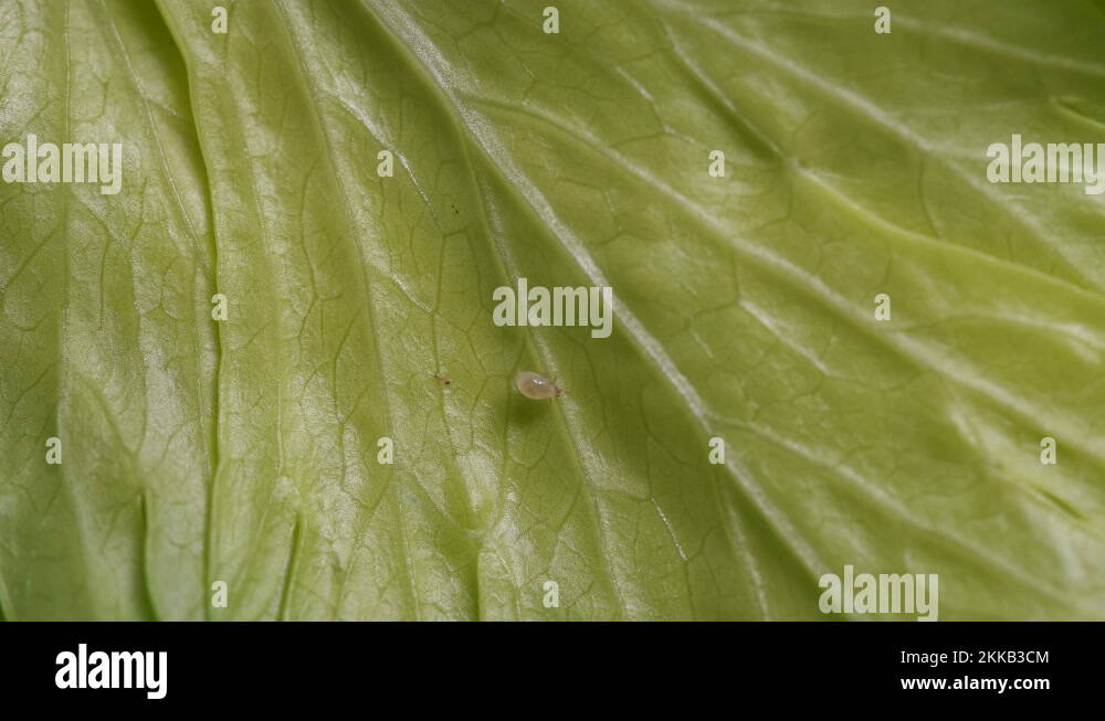 Flour mite (akari) crawling on a green celery leaf, family Acaridae