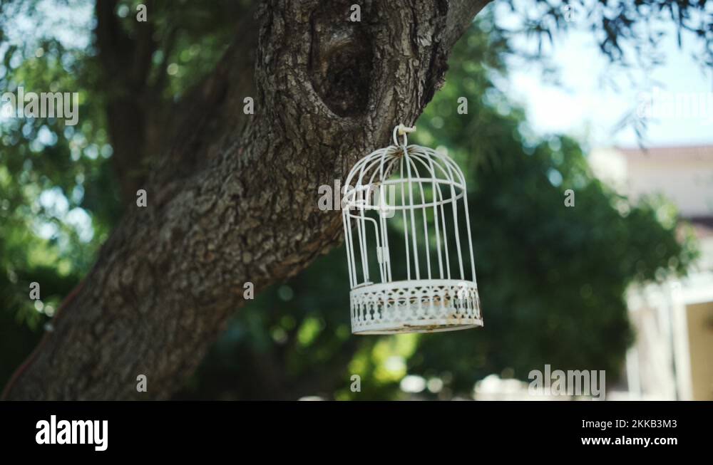 An empty bird cage, hanging from a tree, outside a house. Handheld Stock Video Footage Alamy