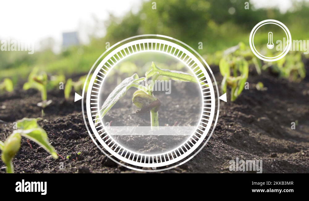 Plant sprout growing and Smart farm technology for detection and ...