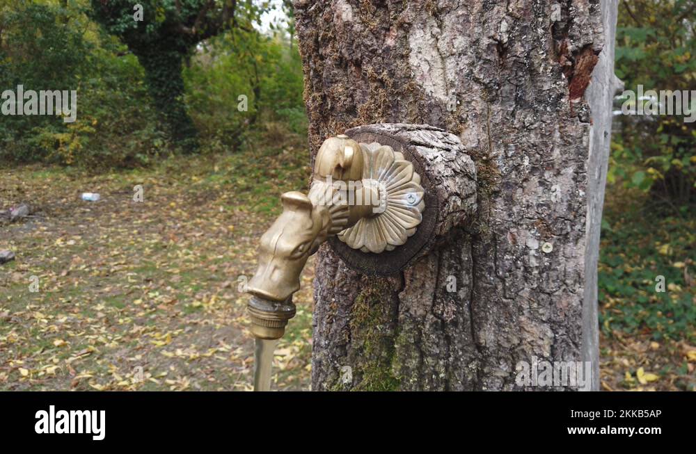 Water flows from a fountain in the forest with a metal tap and a wooden ...