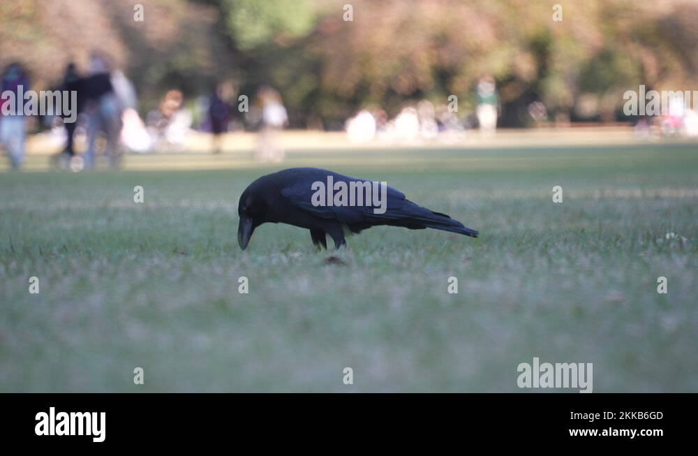 Japanese Gangle Japanese jungle Stock Videos & Footage - HD and 4K Video Clips - Alamy