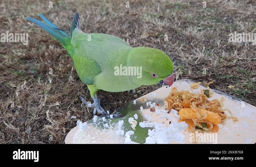 Roseringed parakeets eat rice and food in a container in the grass