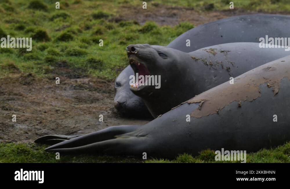 Female south elephant seal Stock Videos & Footage - HD and 4K Video ...