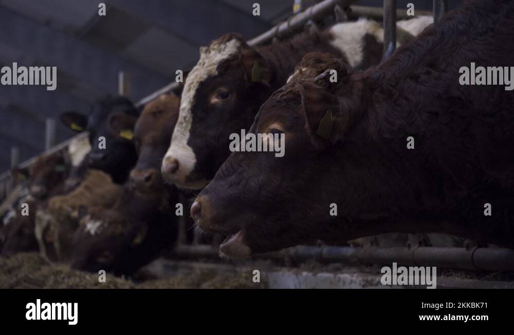 Heads of dairy norwegian red cows in a farm cowshed eating hay Stock Video Footage Alamy