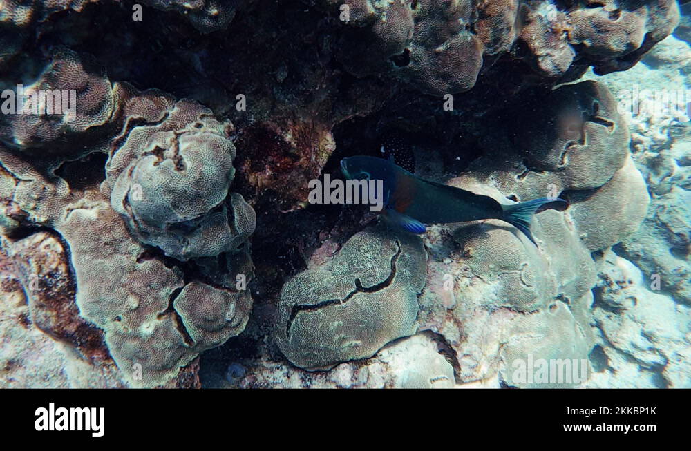 Tropical fish eats algae from the ocean floor coral. An eel finds its