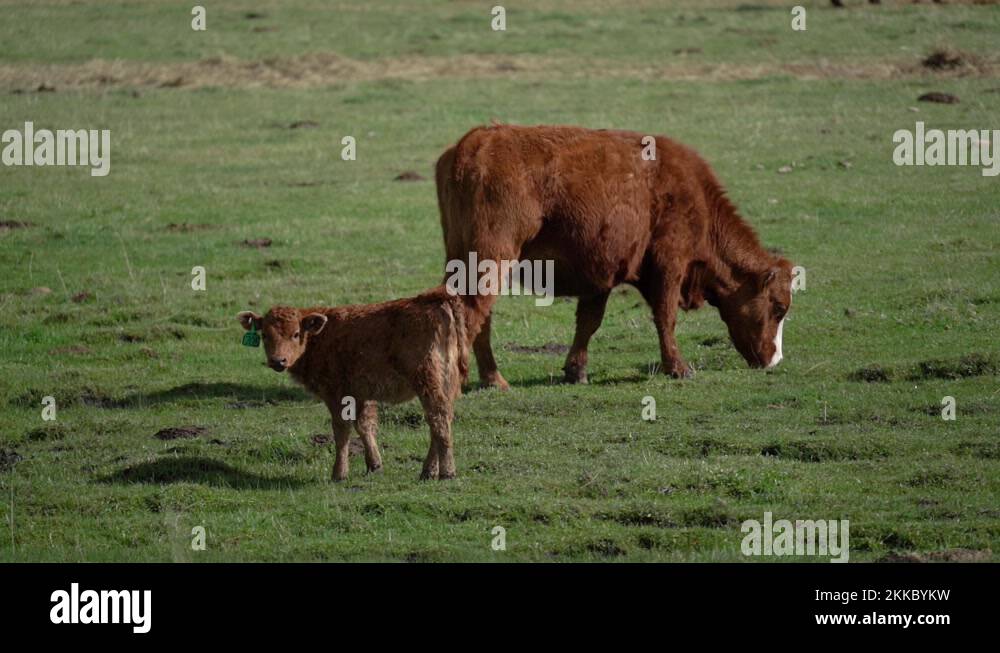 Red angus cow and calf Stock Videos & Footage - HD and 4K Video Clips ...