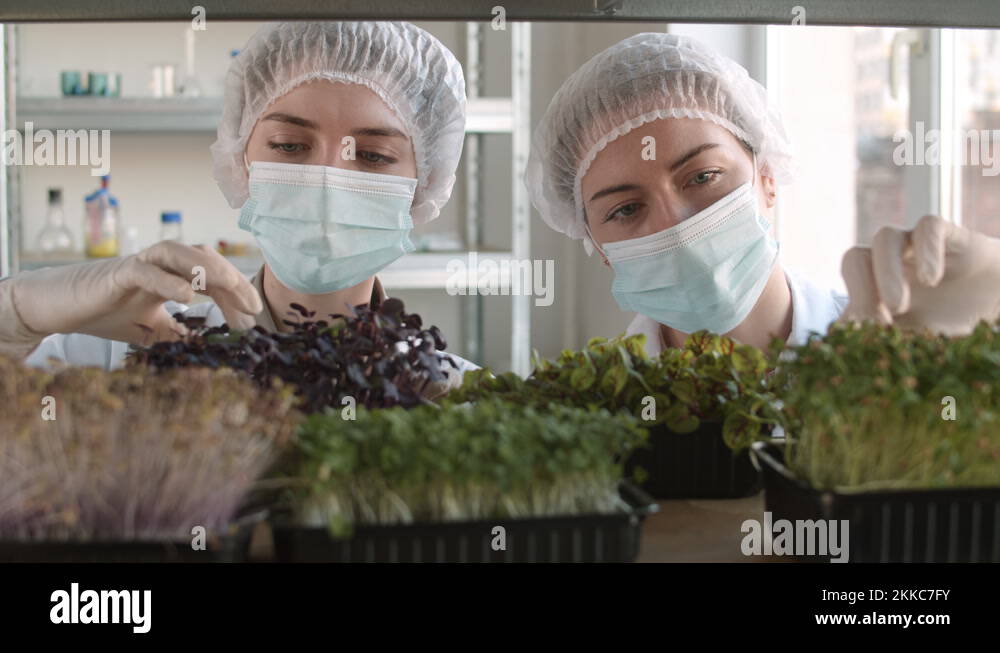 Two Female Biologists Examining Young Plants in Laboratory Stock Video ...