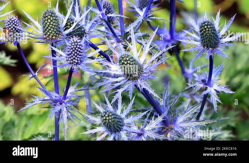 thistle blue flower, Eryngium x zabelii variety Big Blue Stock Video