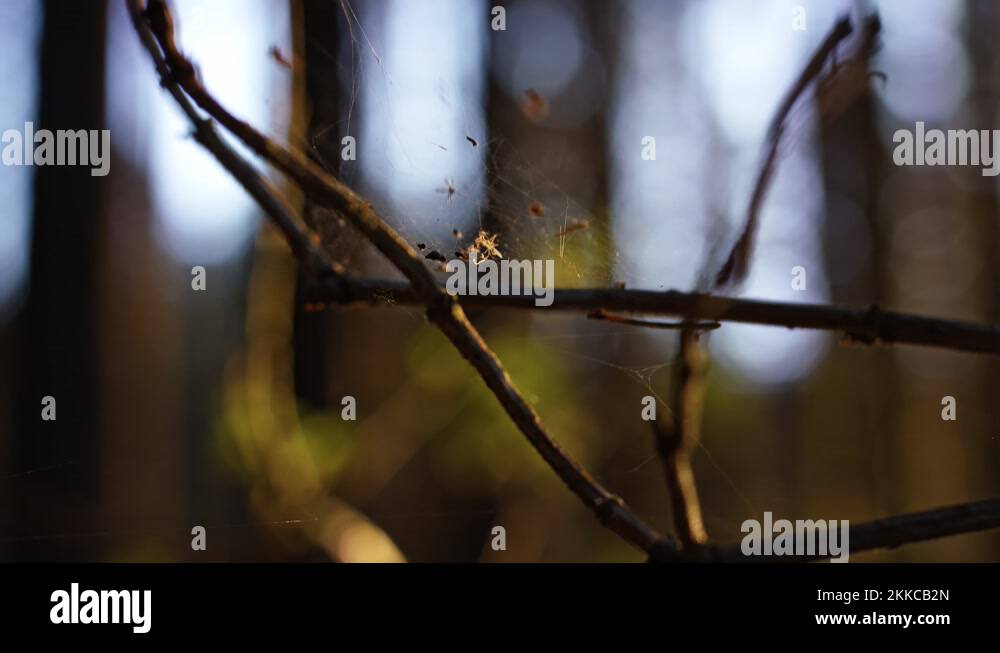 Spider bait Stock Videos & Footage HD and 4K Video Clips Alamy