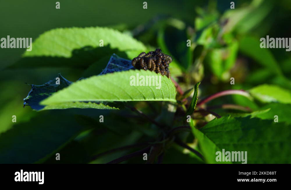 Silkworms crawling on cherry tree leaf and eating tissues, pests and