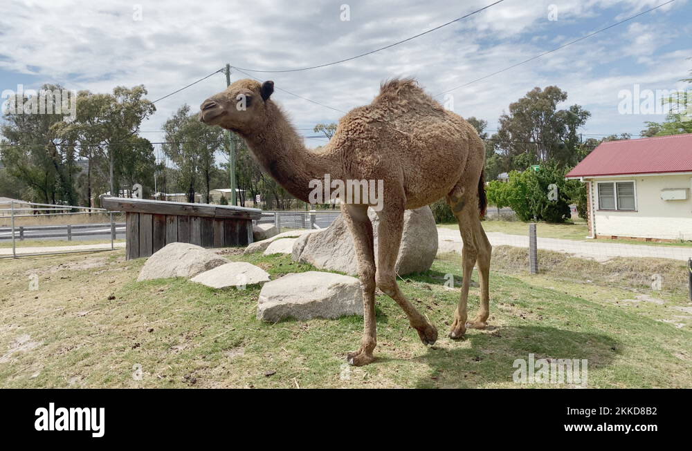 Cold weather camels Stock Videos & Footage HD and 4K Video Clips Alamy