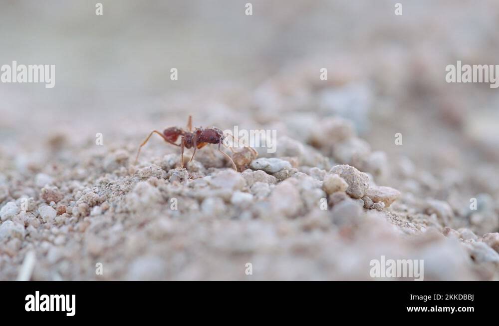 Food ant colonies Stock Videos & Footage Biology Diagrams