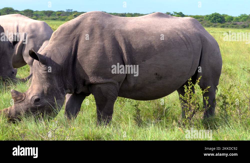 White rhino extinction Stock Videos & Footage - HD and 4K Video Clips