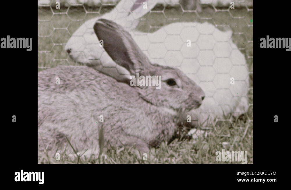 1950s Rabbit goes into hutch. Rabbits lay on either side of fence