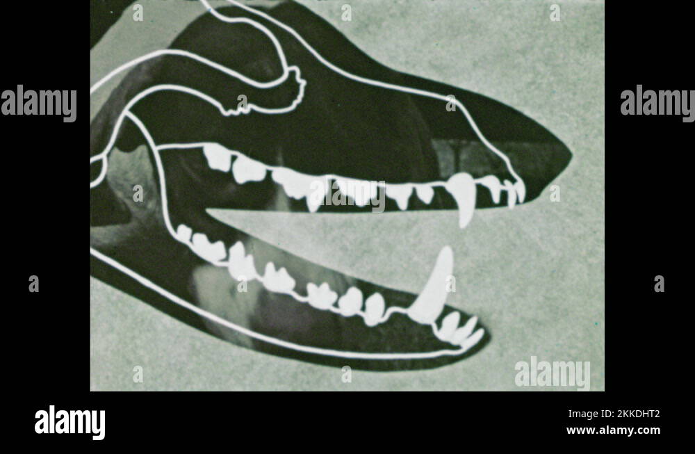 1950s Dog chewing. Diagram of dog jaw and canine teeth. Horse chews