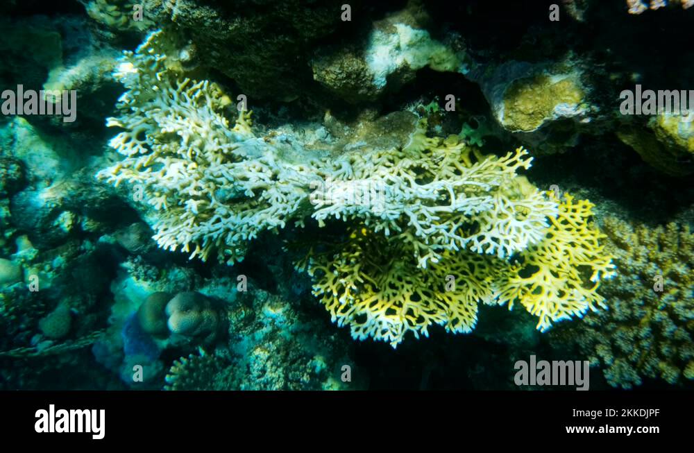 Underwater death scene Stock Videos & Footage HD and 4K Video Clips