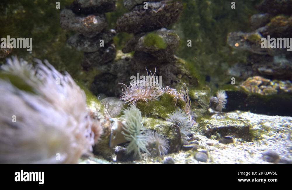 Fish eating seaweed Stock Videos & Footage HD and 4K Video Clips Alamy