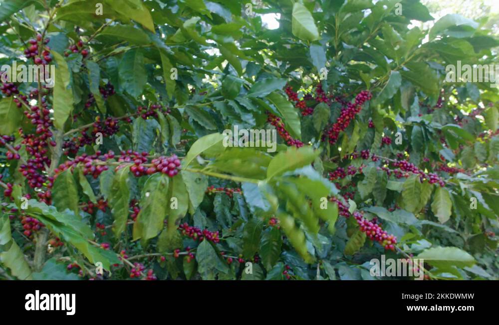 Coffee plantation in el salvador Stock Videos & Footage - HD and 4K