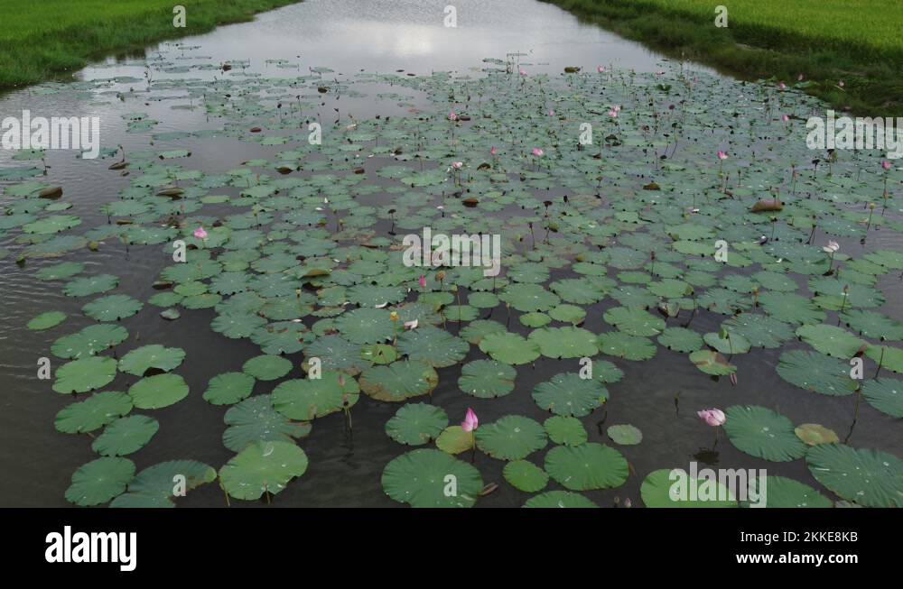 How to grow lotus flower Stock Videos & Footage HD and 4K Video Clips