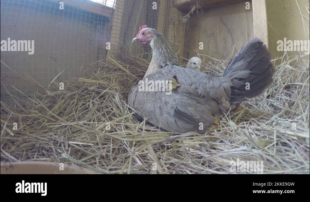 Baby chicks sleeping under the wing of mama hen inside a coop Stock ...