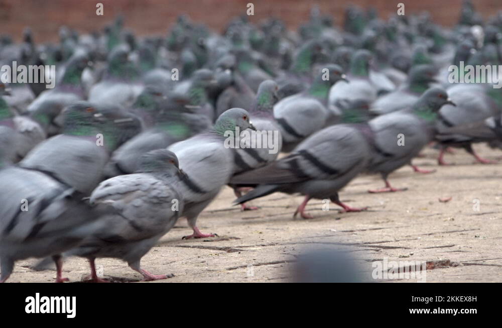 Large group of pigeons, Kathmandu, Bagmati Province, Nepal Stock Video