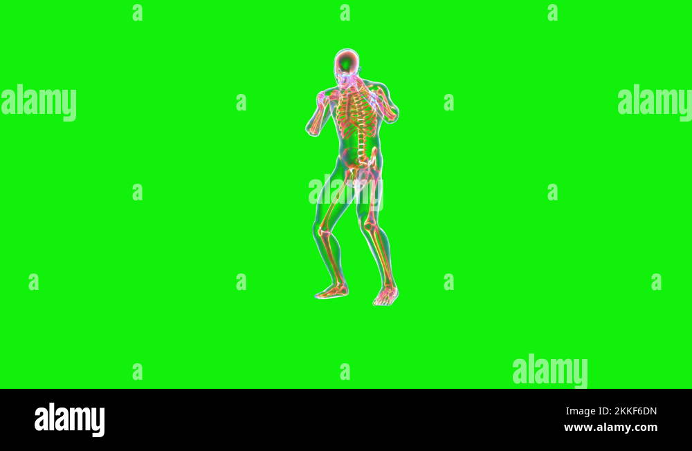 Athlete XRay Boxing, Front View, Seamless Loop, Green Screen Chromakey
