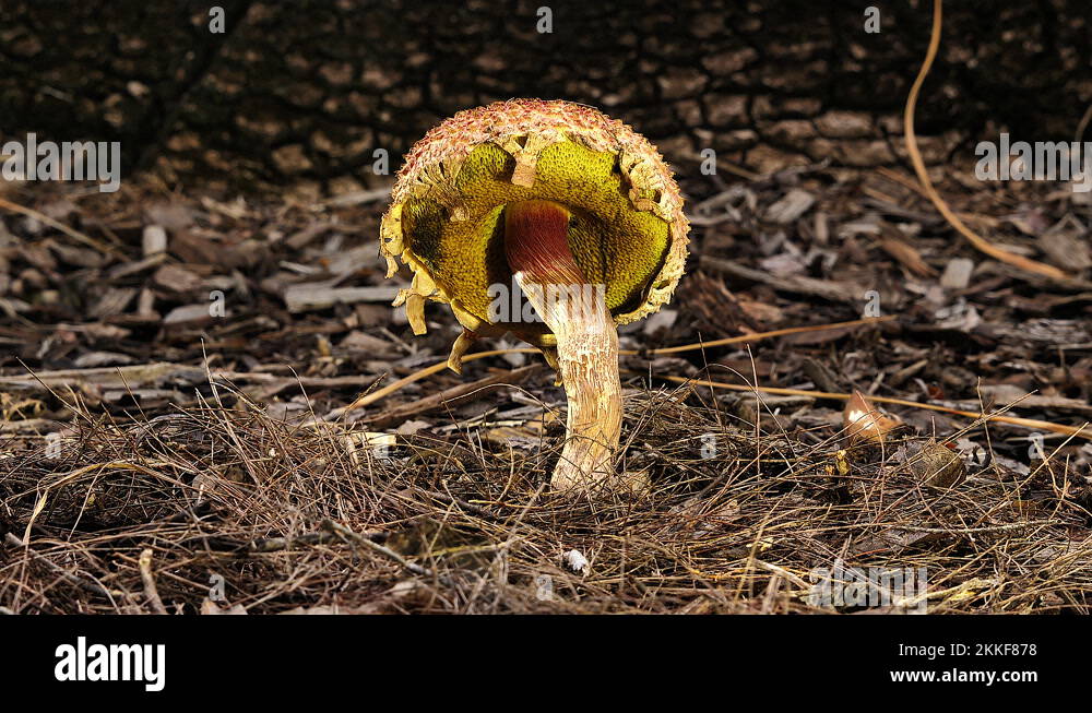 Orange Mushroom Gills Stock Videos And Footage Hd And 4k Video Clips Alamy