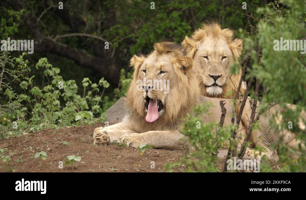Two Tired Lions Resting On A Dirt Patch In A Wildlife Reserve Front View Stock Video Footage Two Tired Lions Resting On A Dirt Patch In A Wildlife Reserve Front View Stock Video Footage
