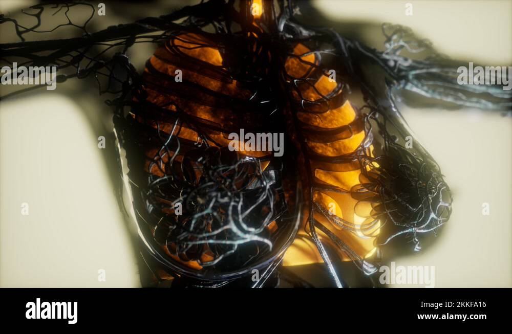 human body scan with glowing lungs and trachea Stock Video Footage - Alamy