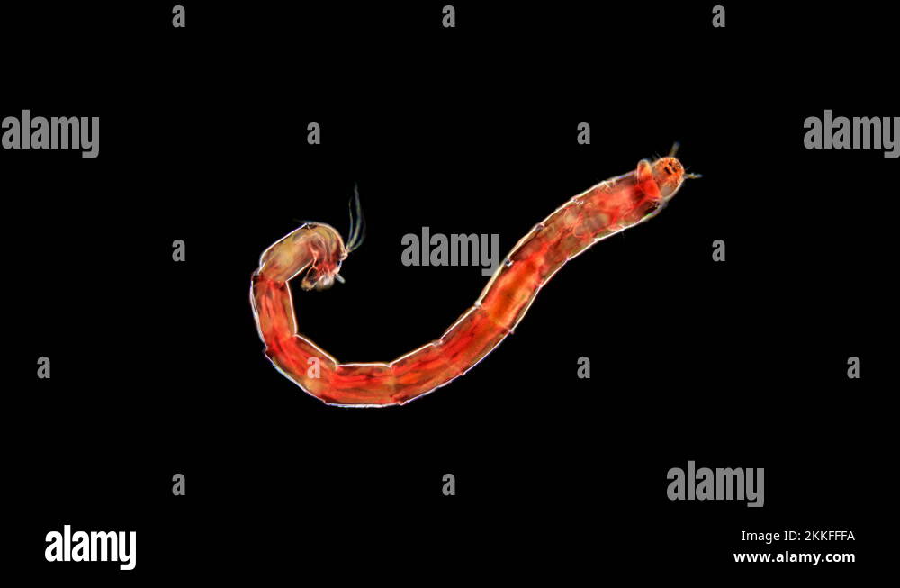 Bloodworm family Stock Videos & Footage HD and 4K Video Clips Alamy