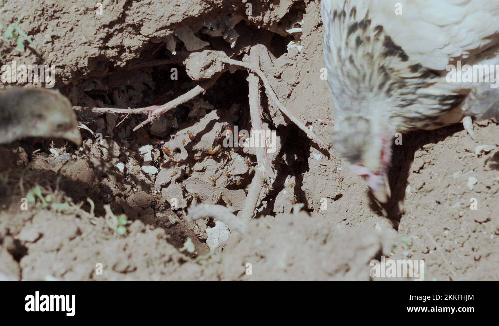 Eating termites Stock Videos & Footage HD and 4K Video Clips Alamy