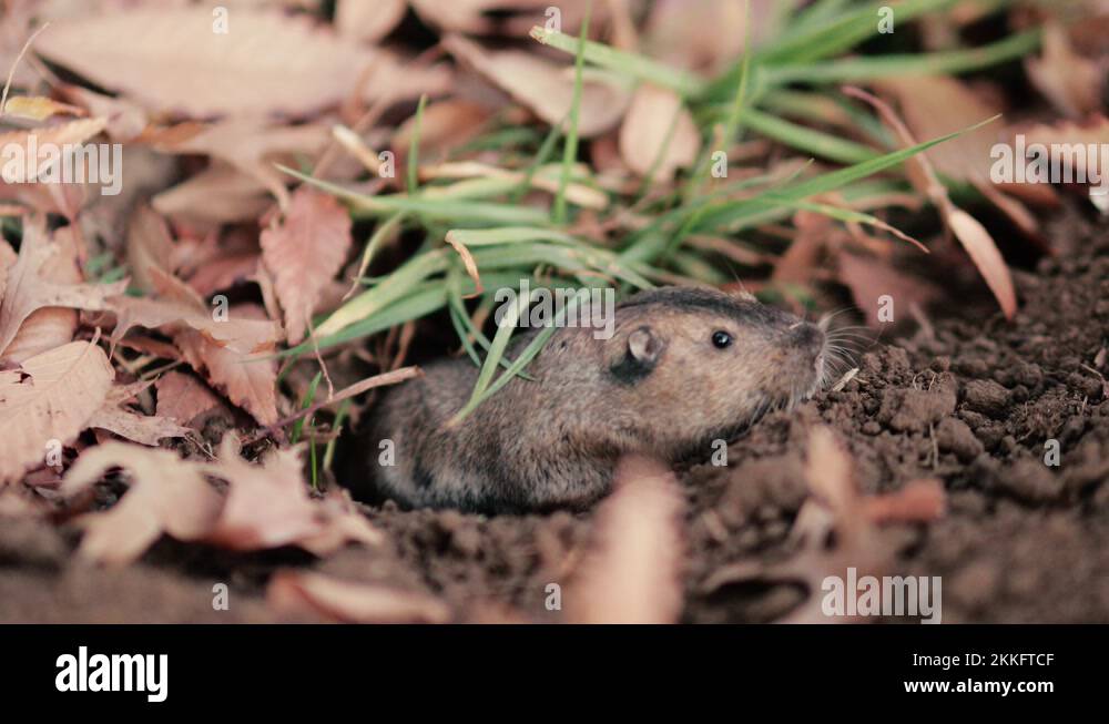 Rat mole habitat Stock Videos & Footage HD and 4K Video Clips Alamy