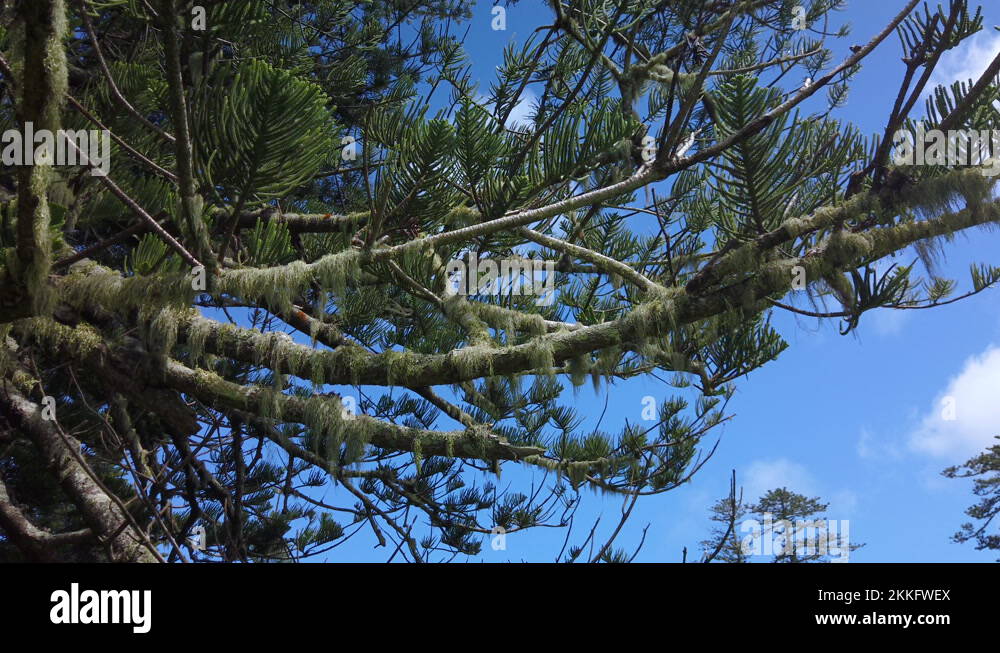Branches of the norfolk island pine Stock Videos & Footage HD and 4K