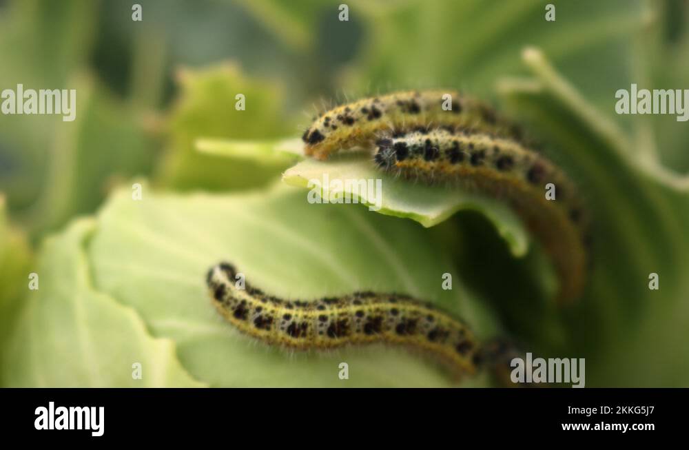 Green cabbage leaves Stock Videos & Footage HD and 4K Video Clips Alamy