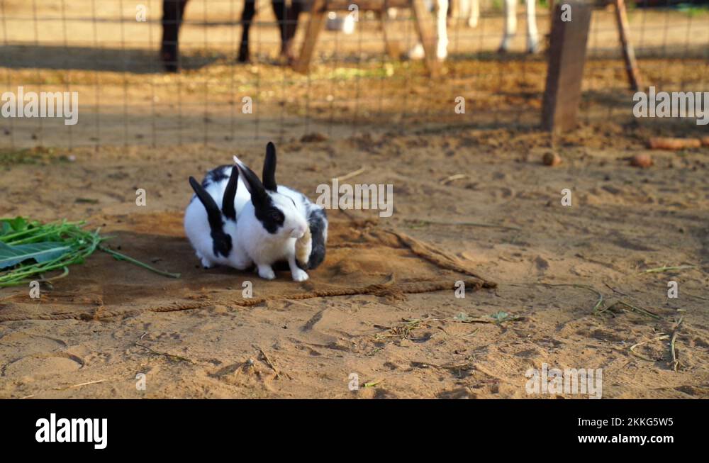 Dwarf rex rabbit Stock Videos & Footage - HD and 4K Video Clips - Alamy