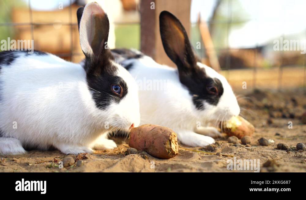 Portrait european rabbit oryctolagus Stock Videos & Footage - HD and 4K ...