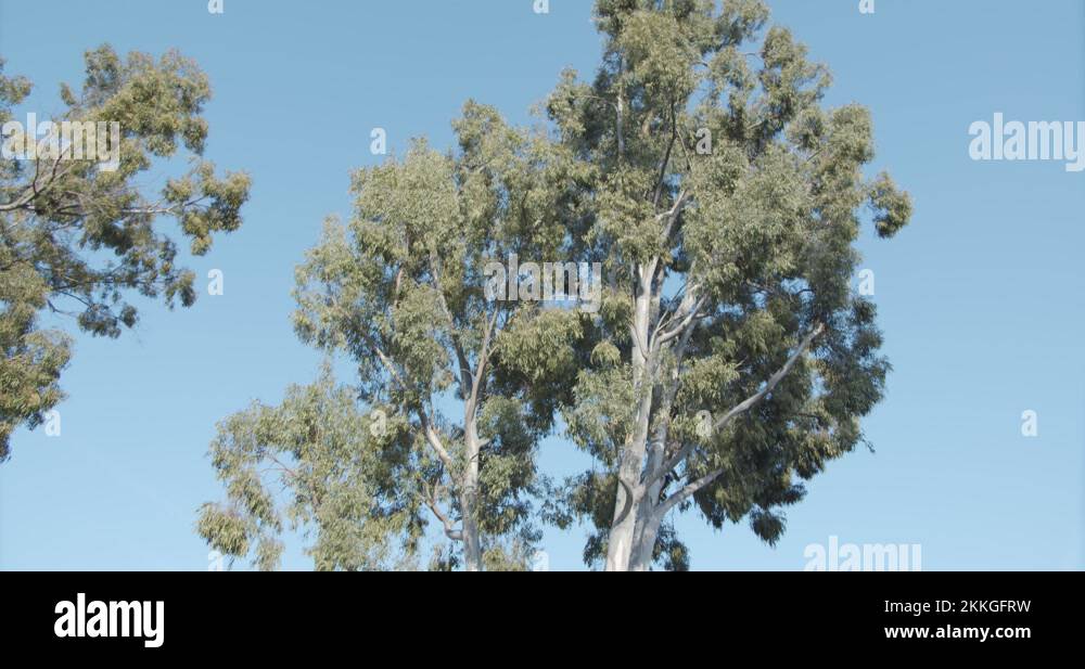 California tree species Stock Videos & Footage HD and 4K Video Clips