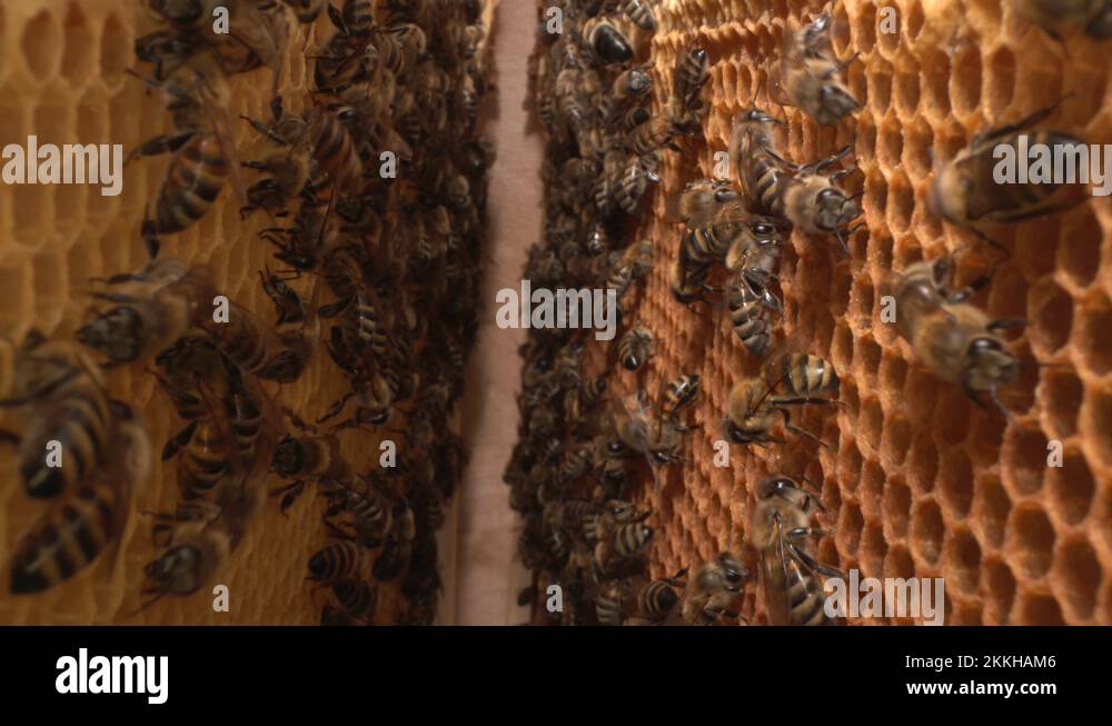 Life cycle of honeybees Stock Videos & Footage Biology Diagrams