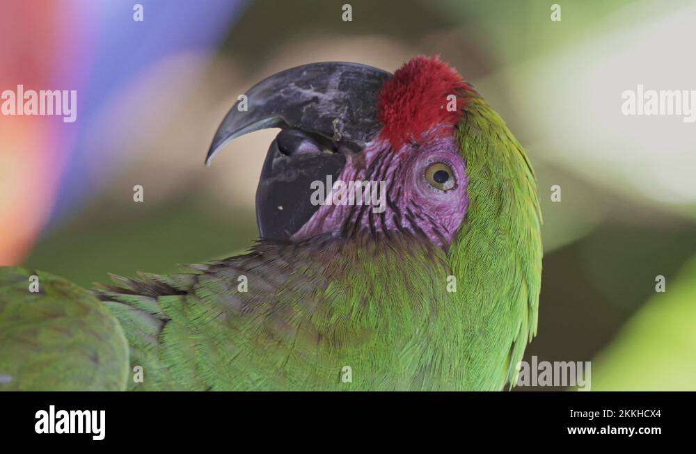 Macaw tongue Stock Videos & Footage HD and 4K Video Clips Alamy