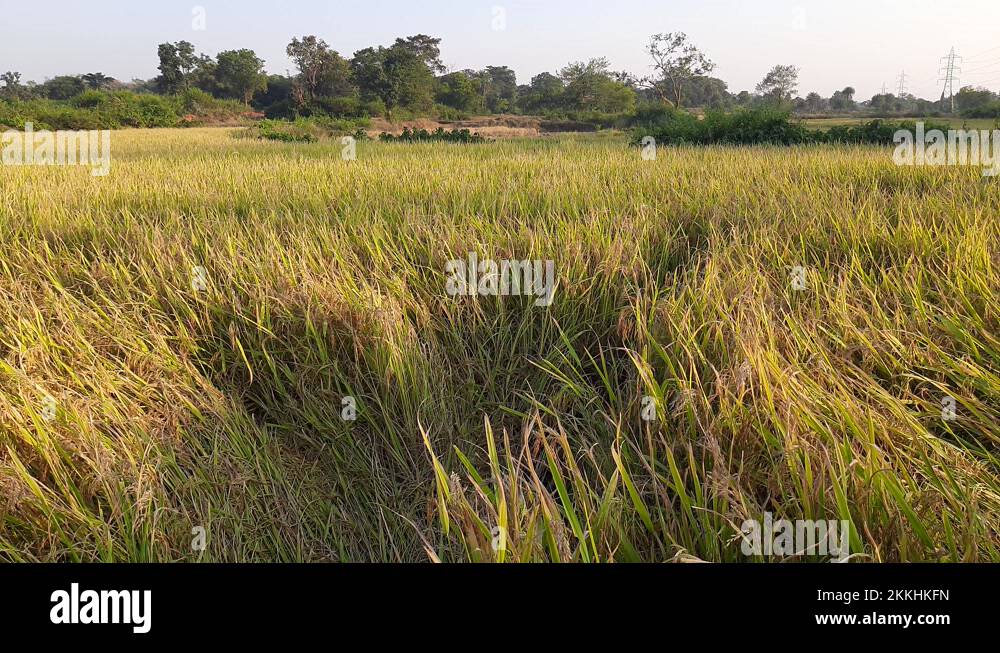 Paddyfarming Stock Videos & Footage - HD and 4K Video Clips - Alamy