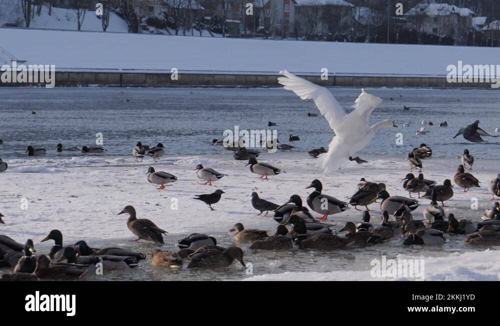 Ice pigeons Stock Videos & Footage - HD and 4K Video Clips - Alamy