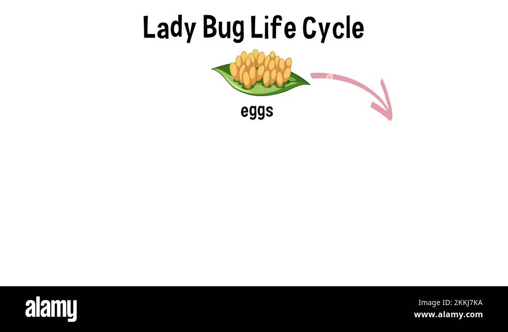 Bug life cycle Stock Videos & Footage HD and 4K Video Clips Alamy