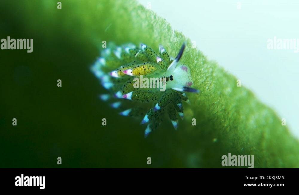 Shaun the Sheep Nudibranch Grazes Algae on Leaf in Turbulent Ocean