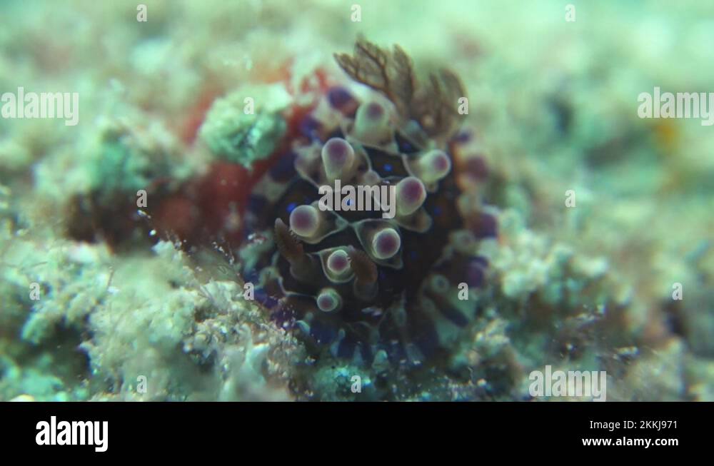 Scuba diving stuck Stock Videos & Footage HD and 4K Video Clips Alamy